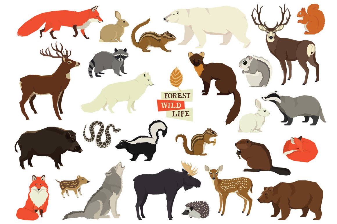 Forest Wild Life cover image.