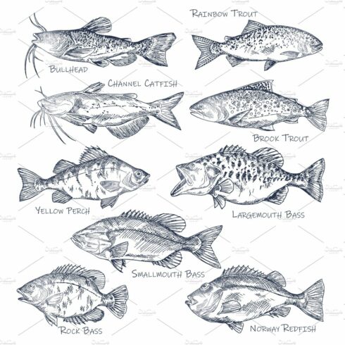 Sketch icons of seafood or water cover image.