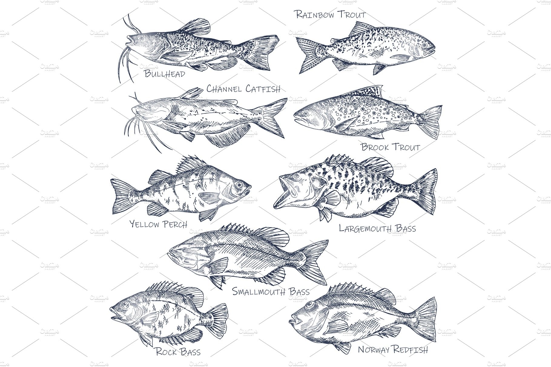 Sketch icons of seafood or water cover image.