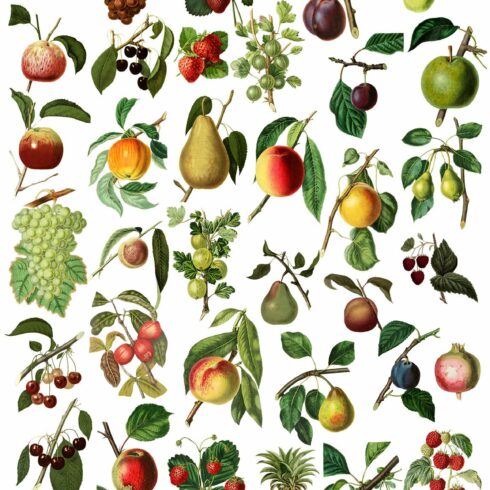 Vintage Fruit Botanical Graphics cover image.