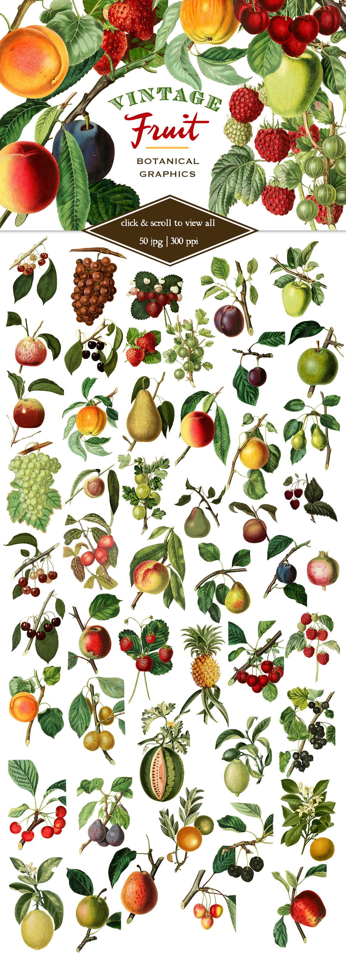 Vintage Fruit Botanical Graphics cover image.