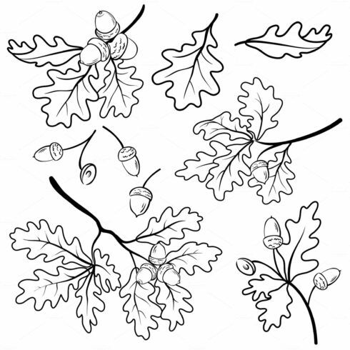 Oak branches with acorns, outline cover image.