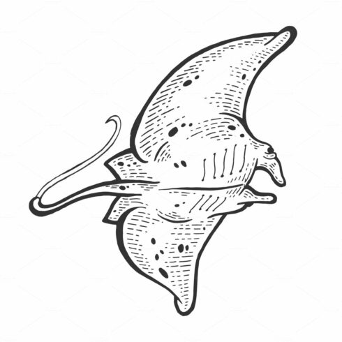 Batoidea stingray sea animal sketch cover image.