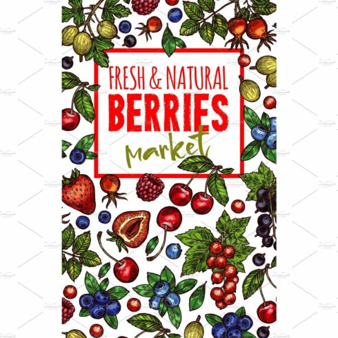 Natural fresh berries sketch vector poster cover image.