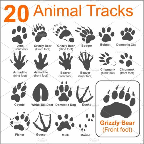 Animals Tracks - vector set cover image.