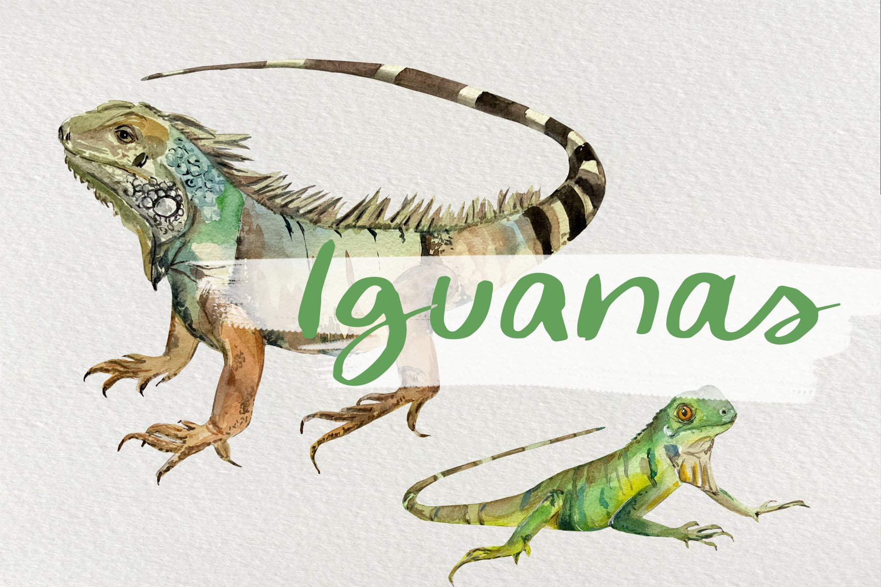 Watercolor Iguanas Clip Art cover image.