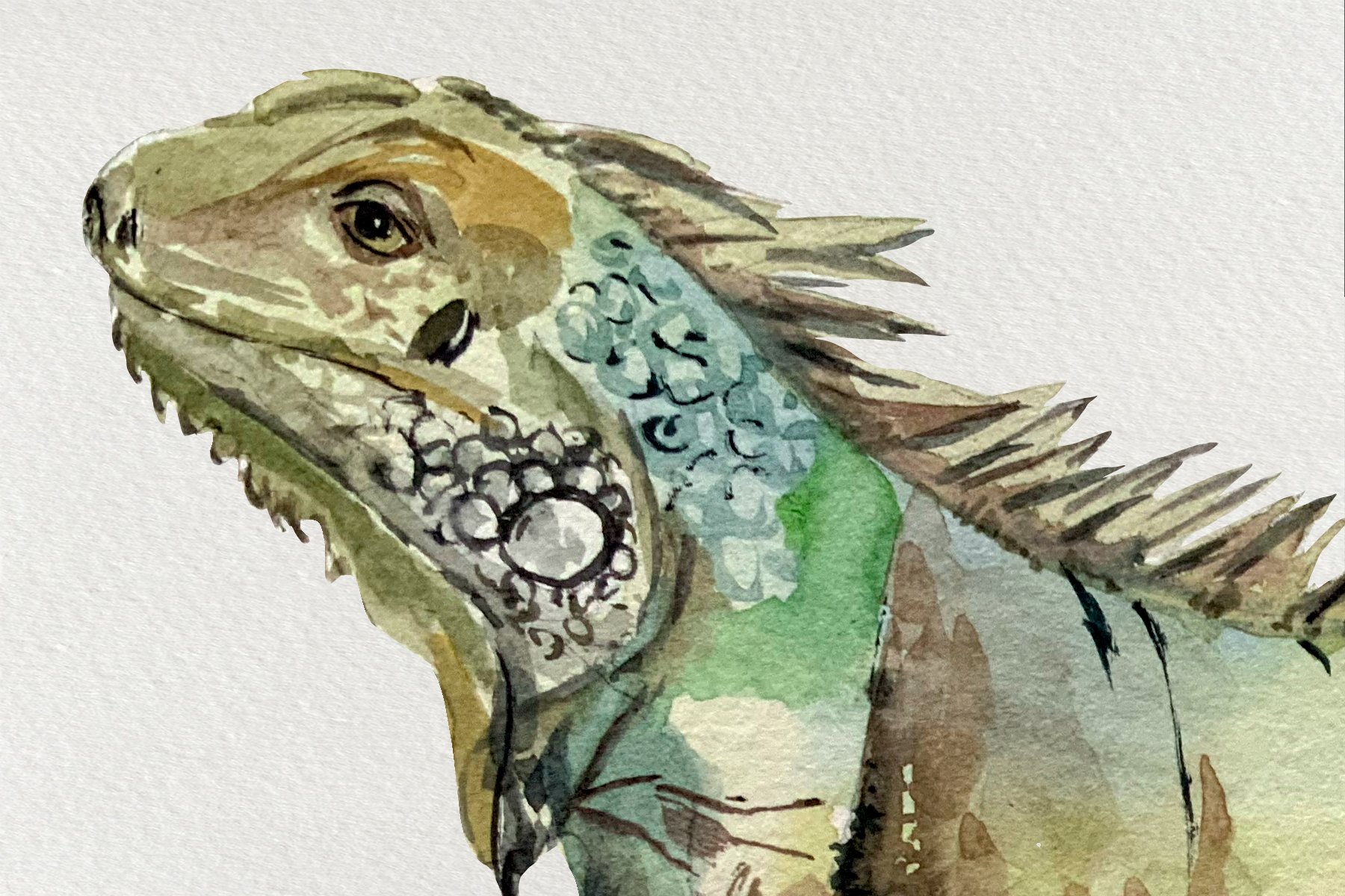 iguanas c4 442