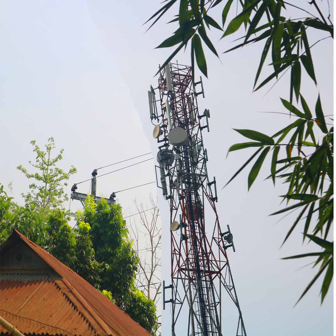 Natural tree Background Photography in Bangladesh cover image.