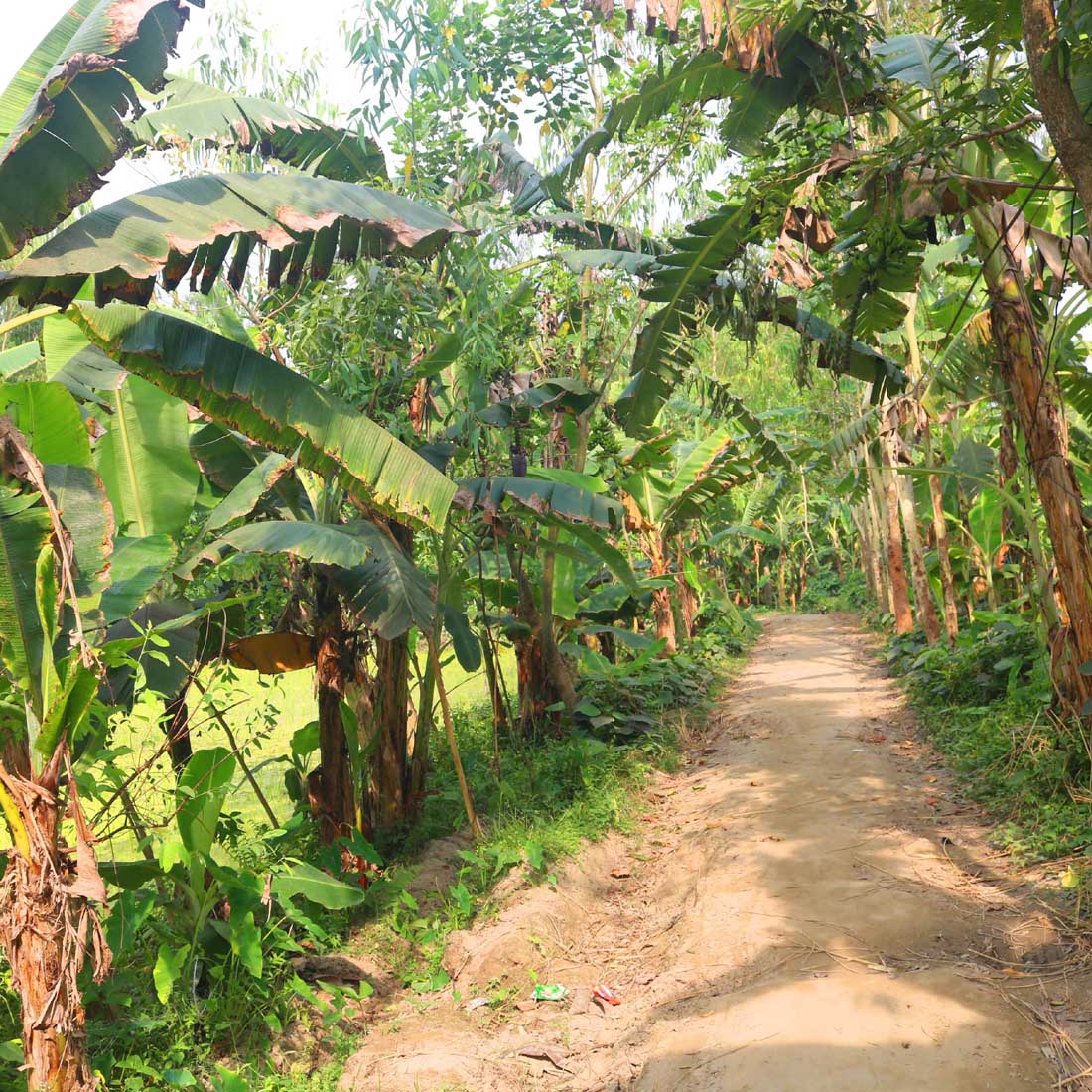 Natural tree Background Photography in Bangladesh cover image.