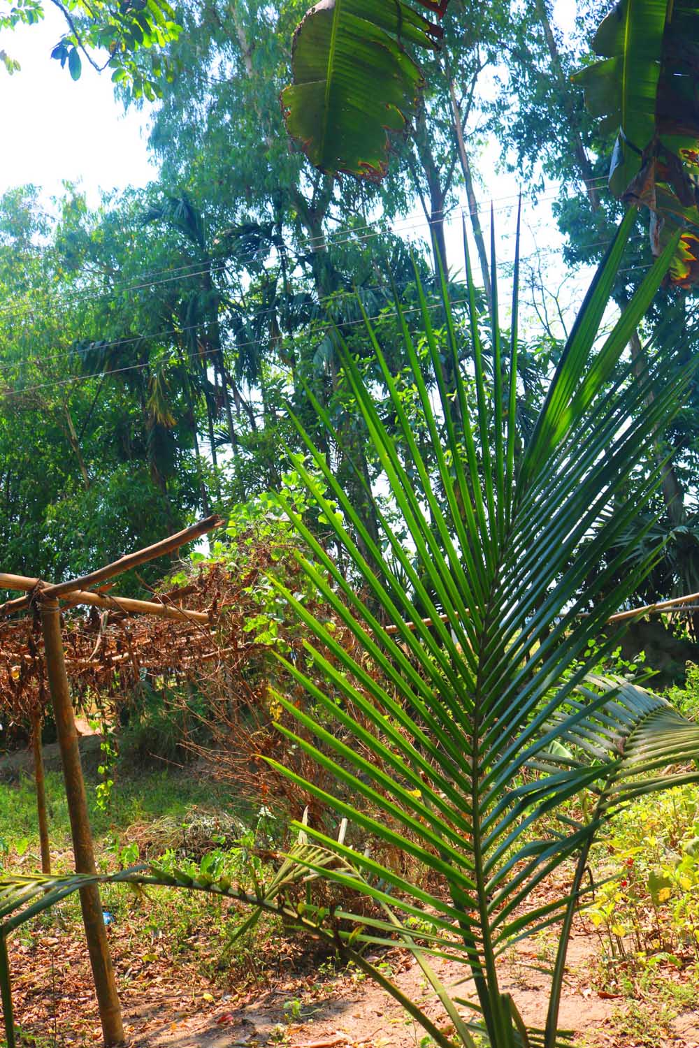 Natural tree Background Photography in Bangladesh pinterest preview image.