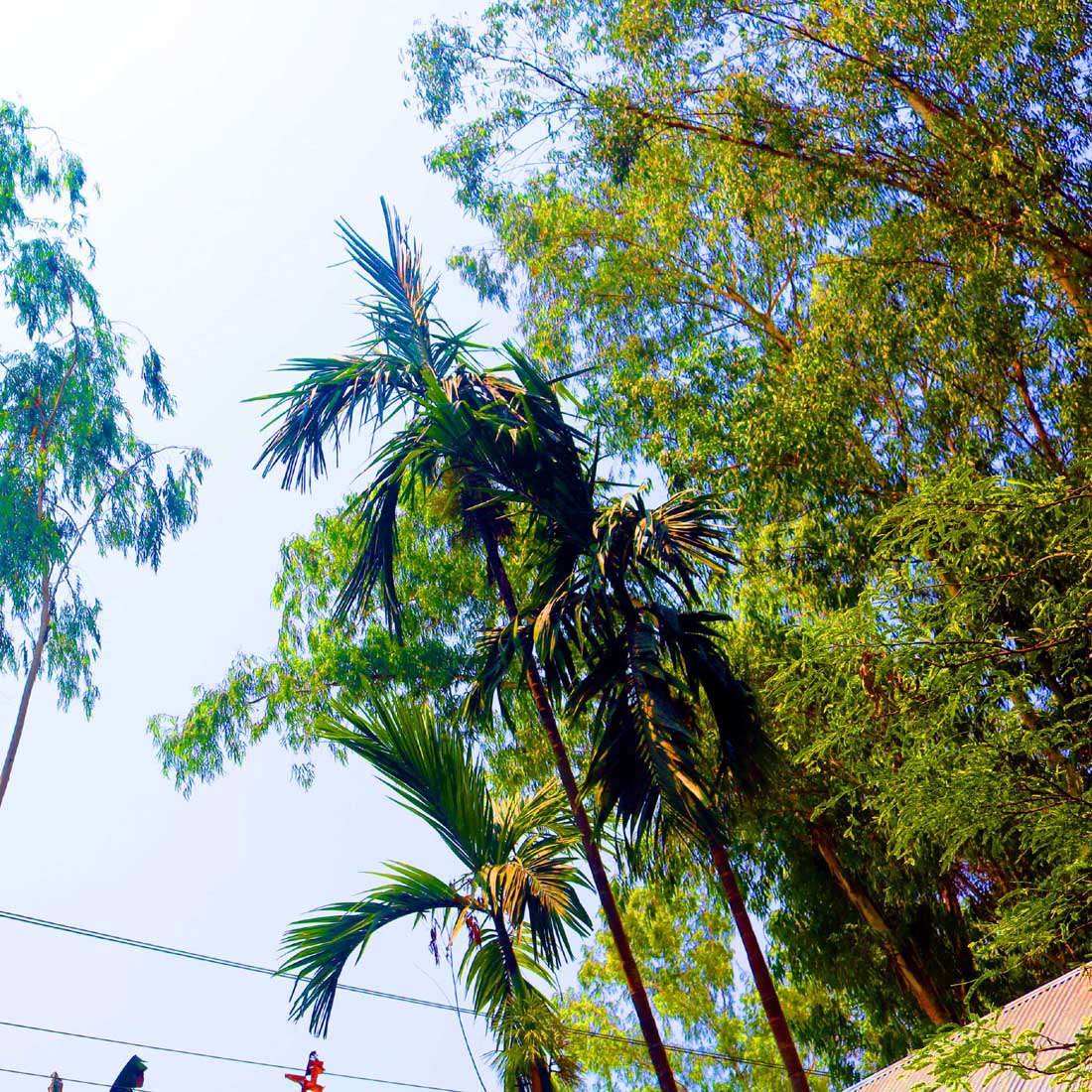 Natural tree Background Photography in Bangladesh cover image.