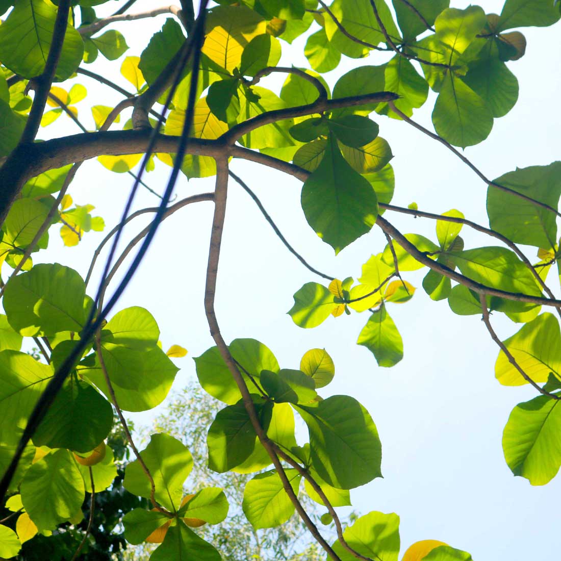 Natural tree Background Photography in Bangladesh preview image.