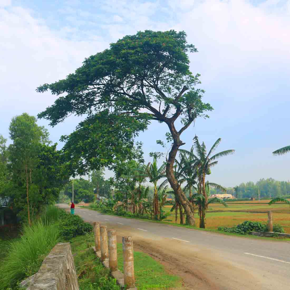 Ghar Tree village people & roads stock photos in Bangladesh preview image.