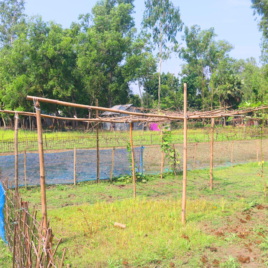 Natural Tree Background Photography in Bangladesh preview image.