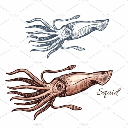 Squid marine animal sketch for seafood design cover image.