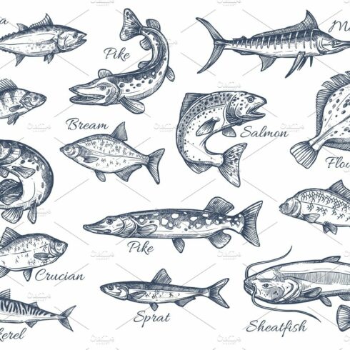 Vector sketch icons of fish of river or sea cover image.