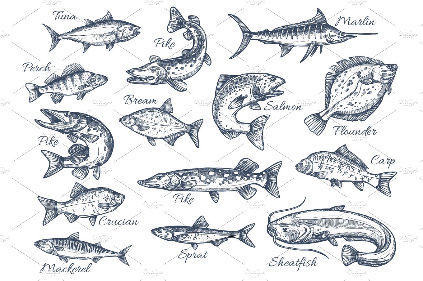 Vector sketch icons of fish of river or sea cover image.
