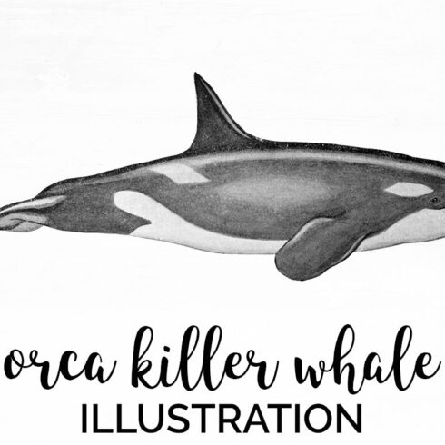 Killer Whale Orca Clipart Vintage cover image.