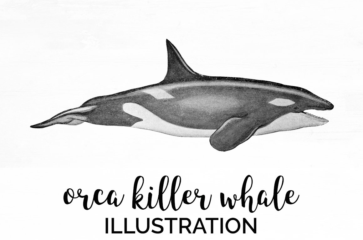 how-to-draw-a-killer-whale | Whale drawing, Whale sketch, Animal drawings
