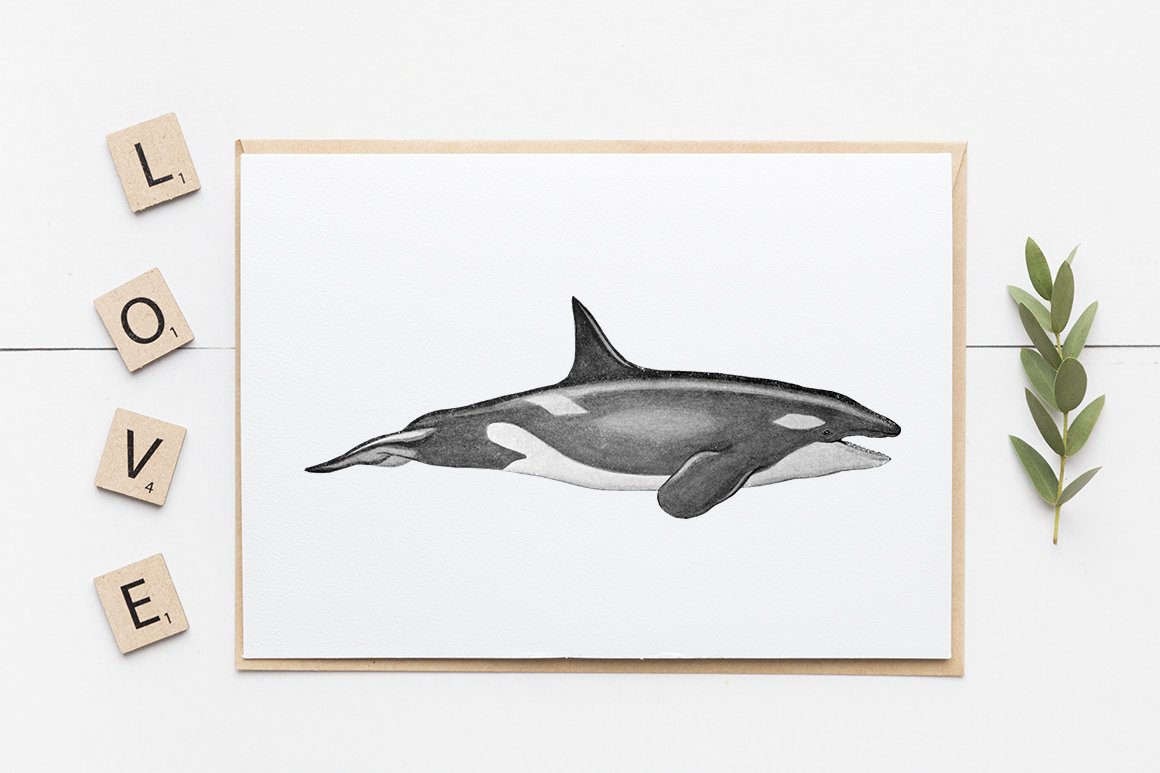 j01v01e 1151 orca killer whale d 728
