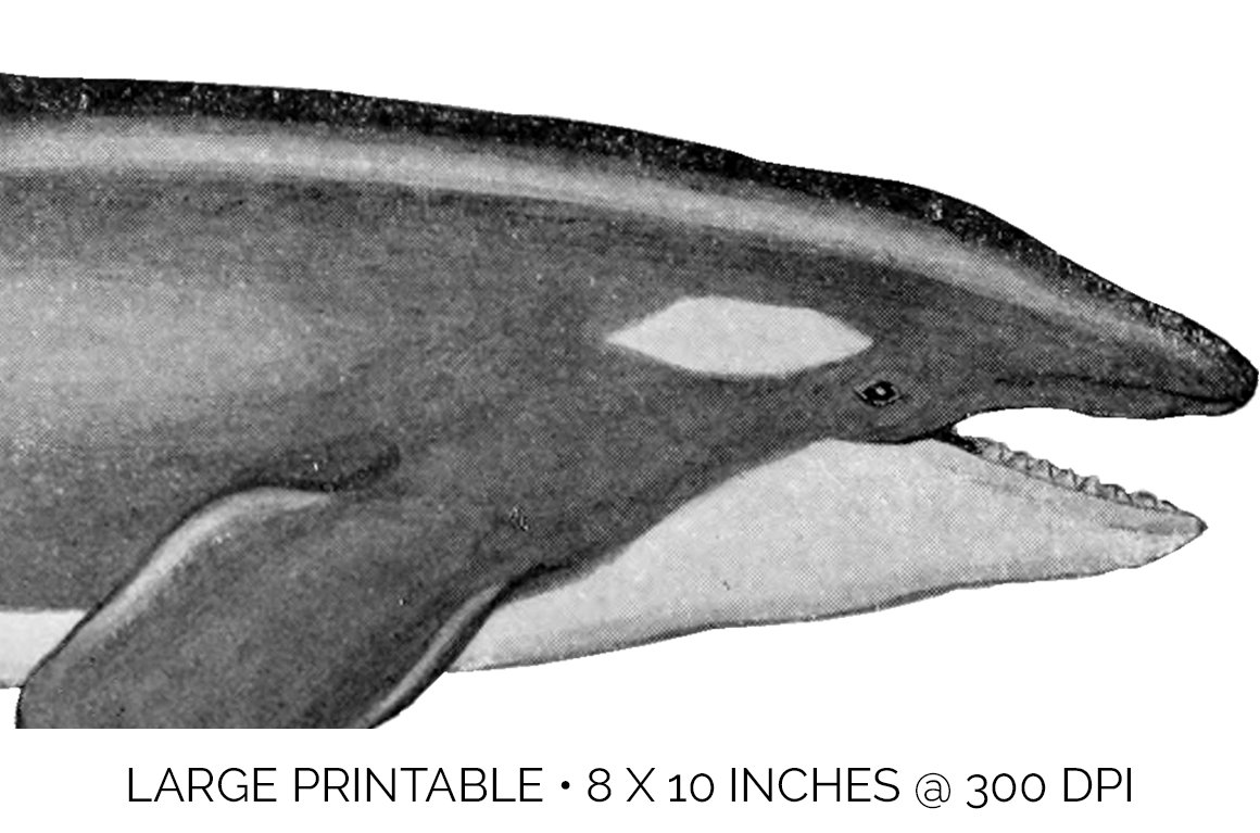 j01v01e 1151 orca killer whale e 958