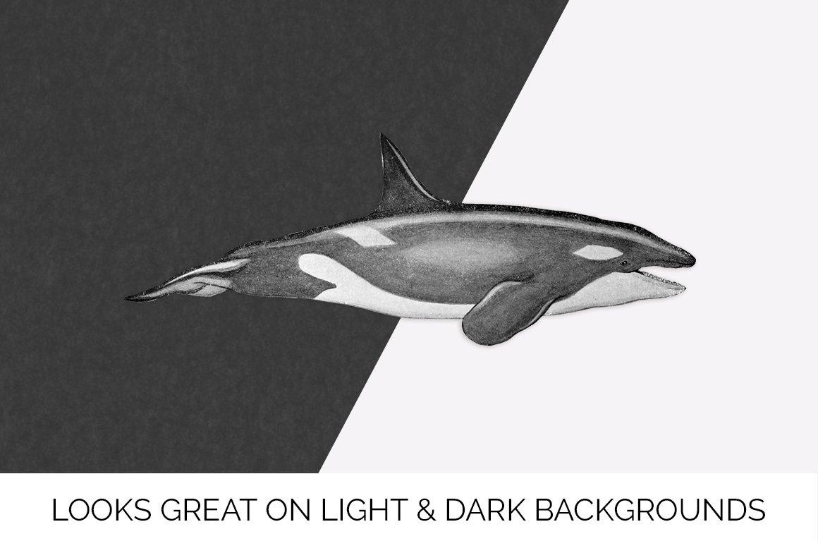 j01v01e 1151 orca killer whale g 526