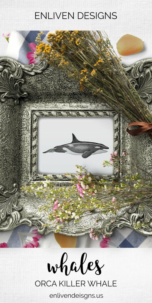 Killer Whale Orca Clipart Vintage Masterbundles