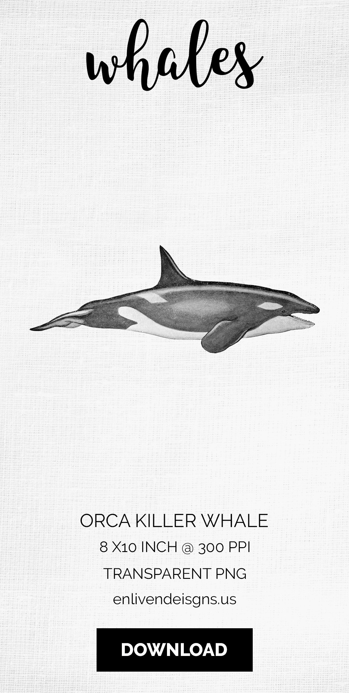 j01v01e 1151 orca killer whale i 753