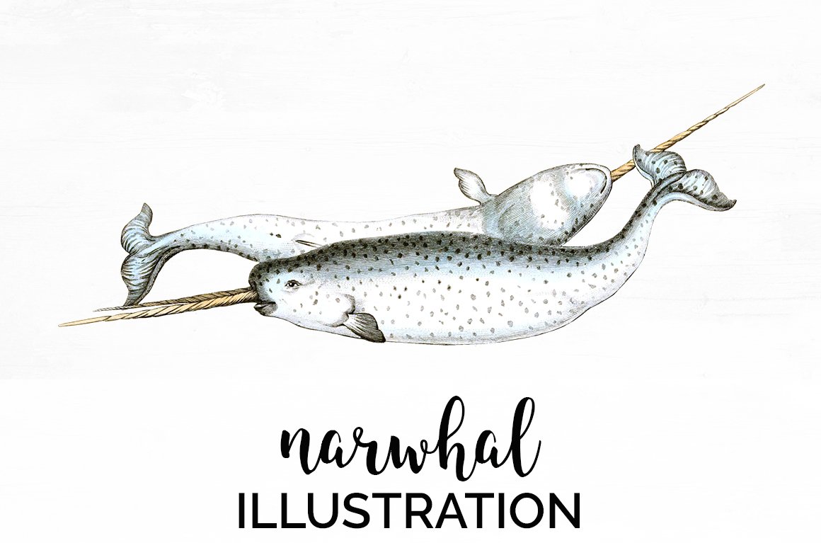 Narwhal Clipart Vintage cover image.