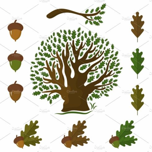 Set of icons on an oak tree with leaves and acorns.Vector illust cover image.