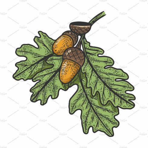Oak branch with acorns sketch vector cover image.