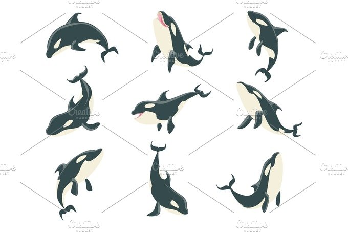 Arctic Orca Whale Different Body Positions Set Of Illustrations. cover image.