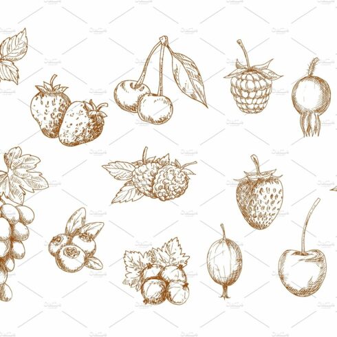 Berries and fruits vector sketches cover image.
