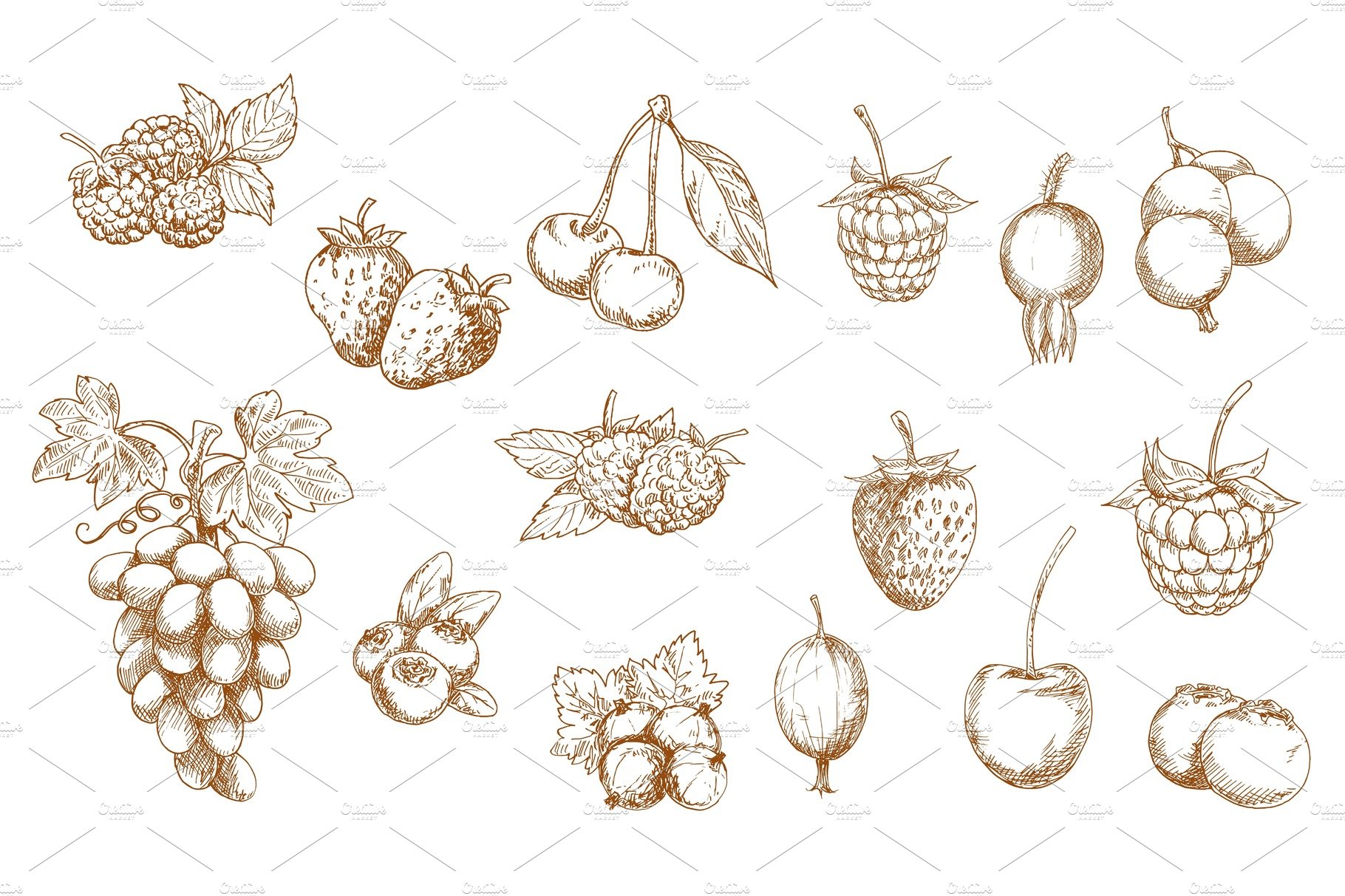 Berries and fruits vector sketches cover image.