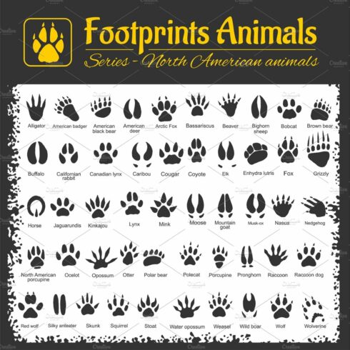 Animal Tracks - North American cover image.