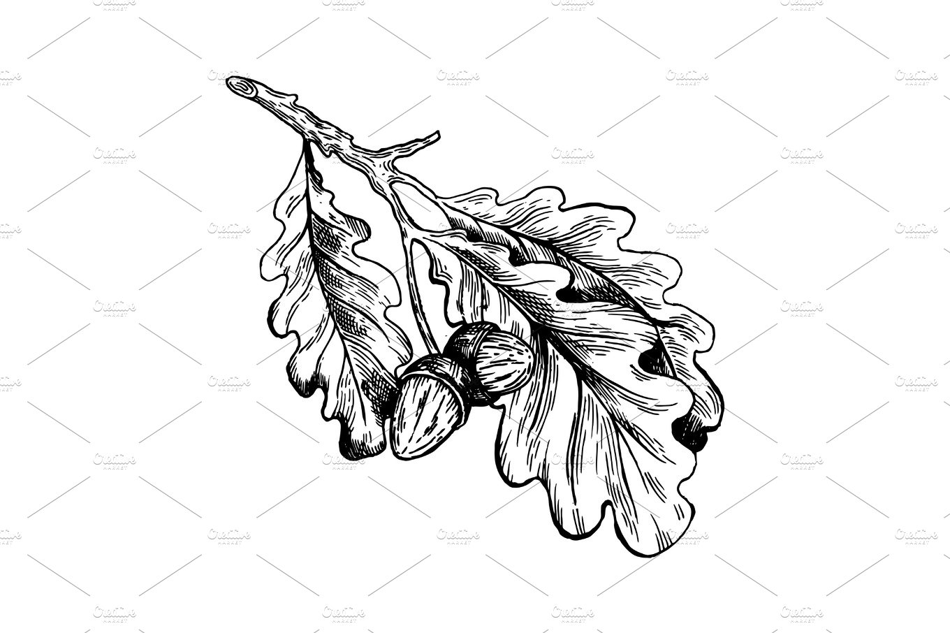 Oak branch with acorns engraving vector cover image.