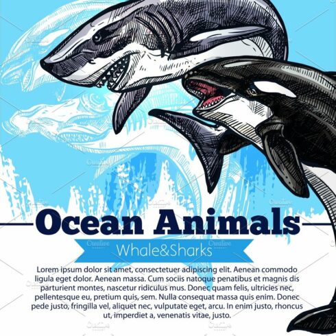 Killer whale or orca and shark fish vector poster cover image.