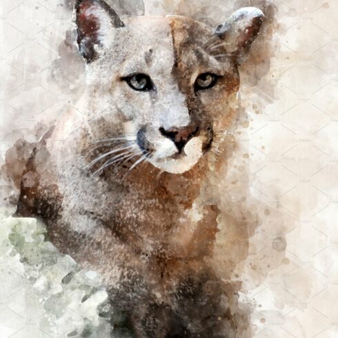 Cougar - watercolor illustration por cover image.