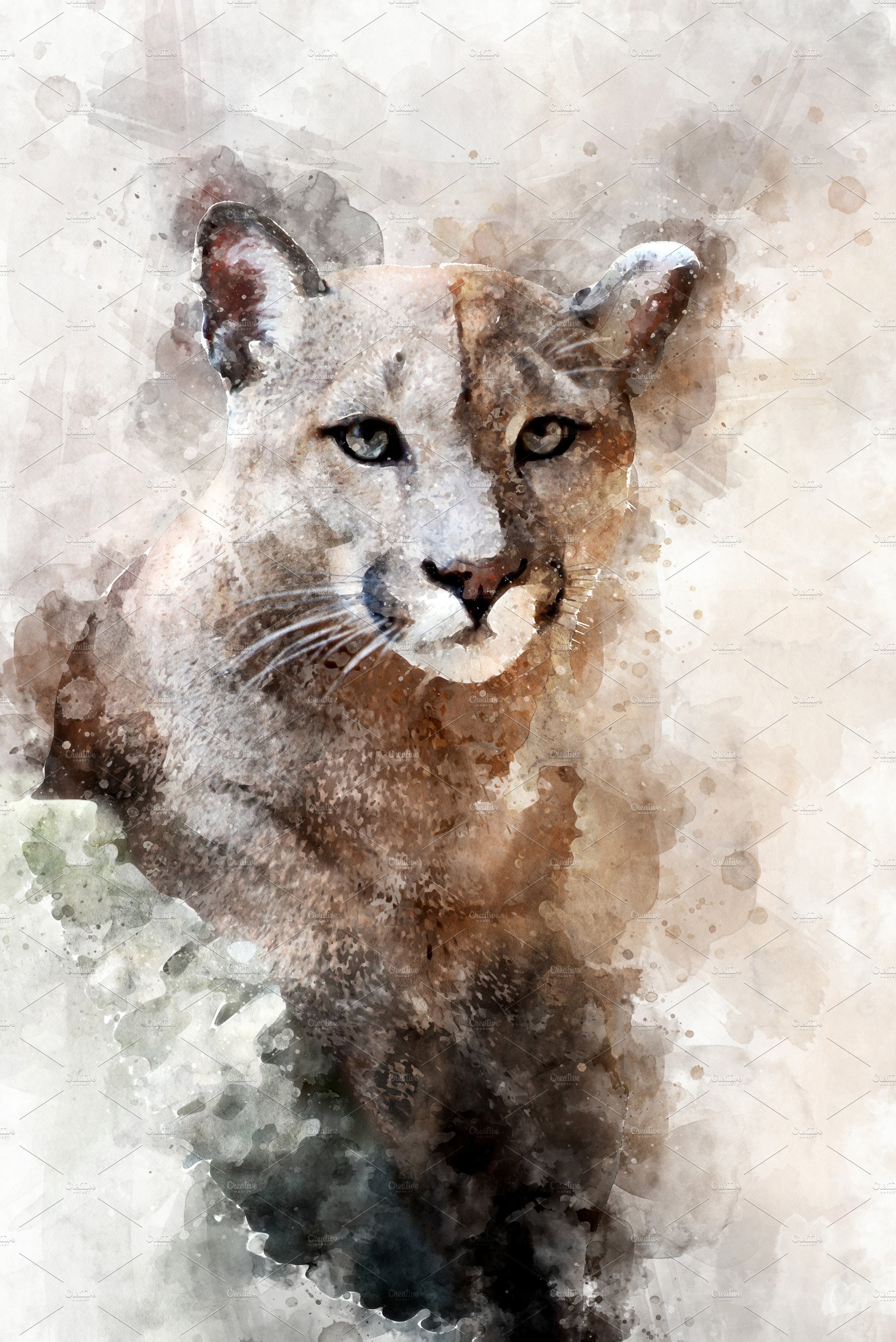 Cougar - watercolor illustration por cover image.