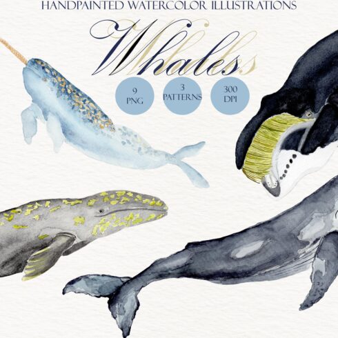 Watercolor whales illustration set cover image.