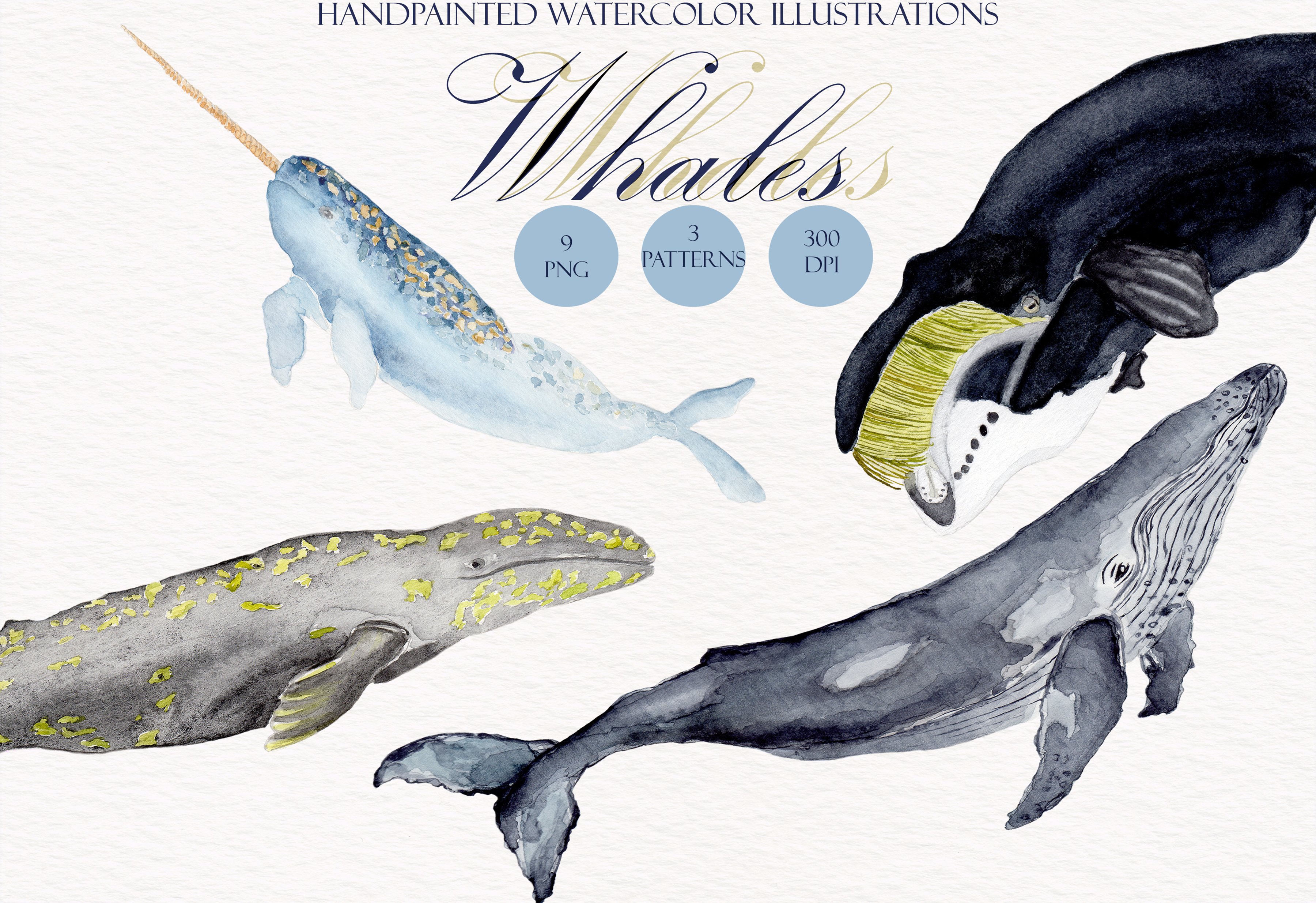 Watercolor whales illustration set cover image.