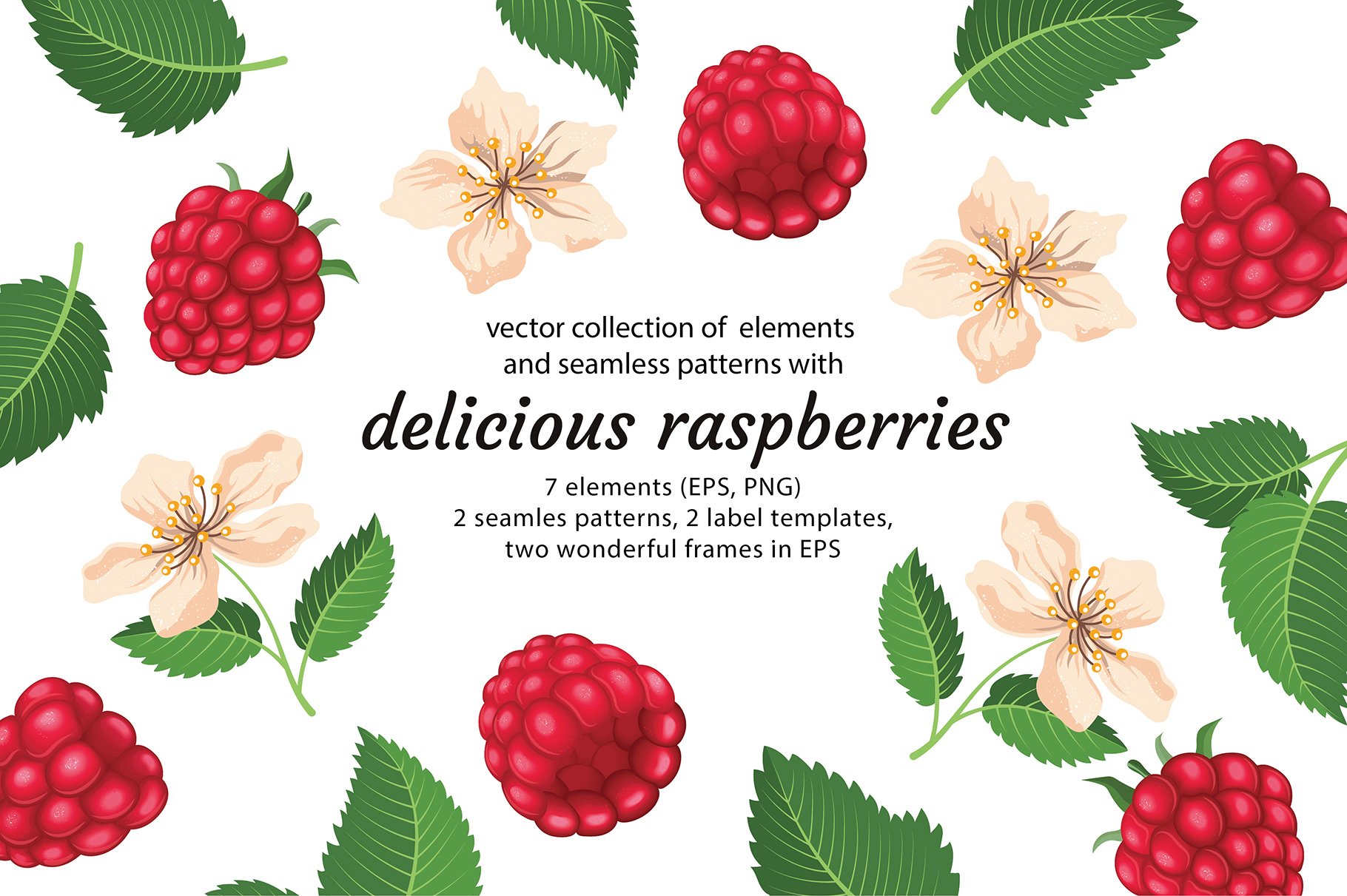 Delicious raspberries vector set cover image.