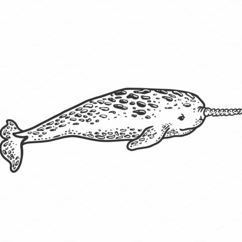 Narwhal sea animal sketch vector cover image.
