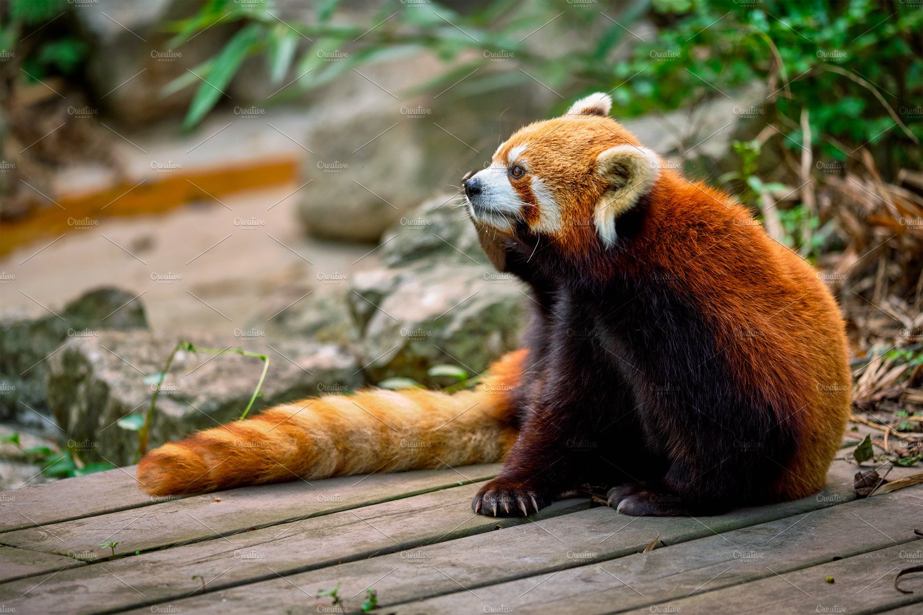 Red panda (lesser panda) cover image.