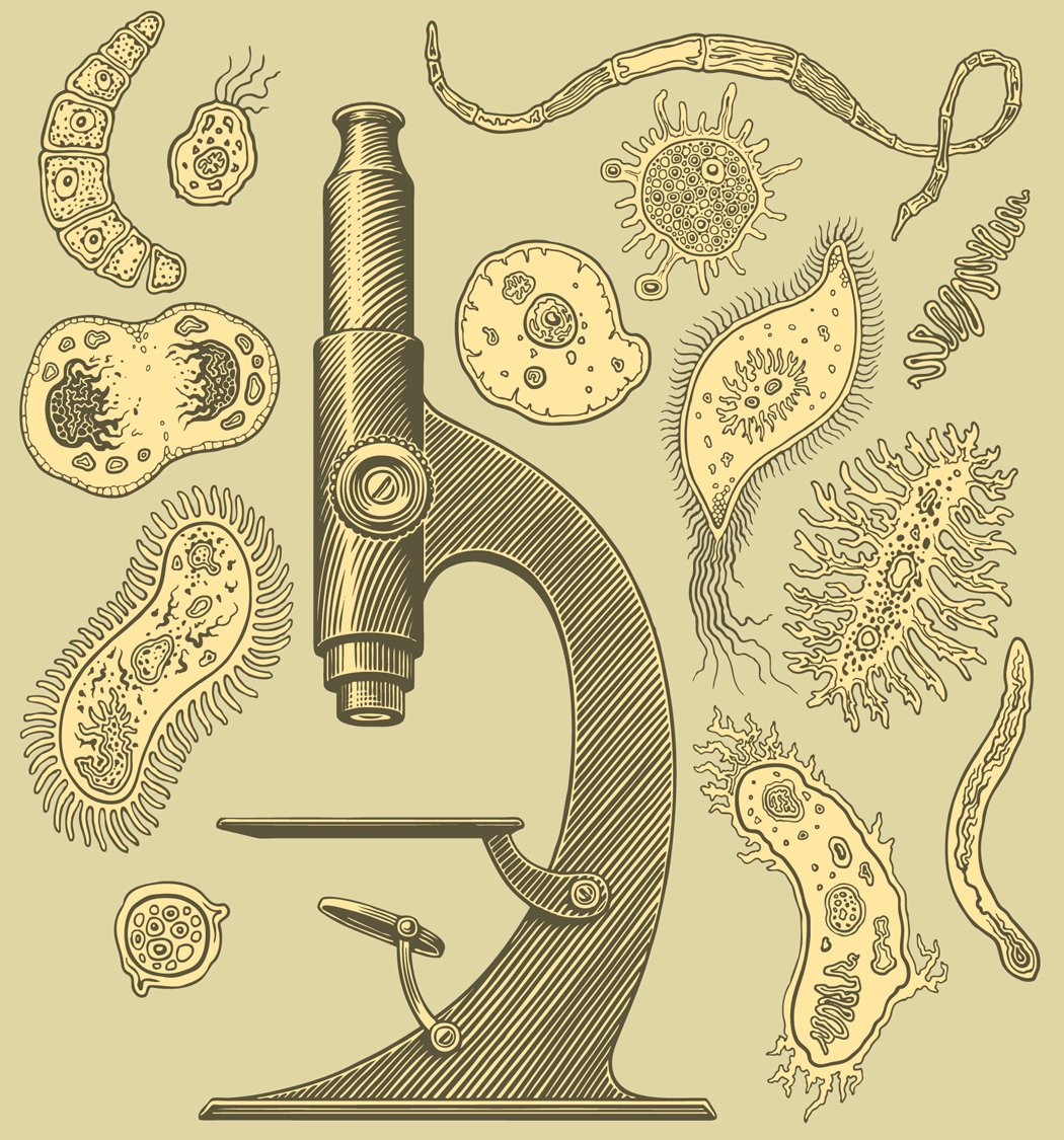 Set Microbes. Vector engraving. preview image.
