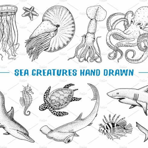 Seafood or sea creature nautilus pompilius, jellyfish and starfish. octopus... cover image.