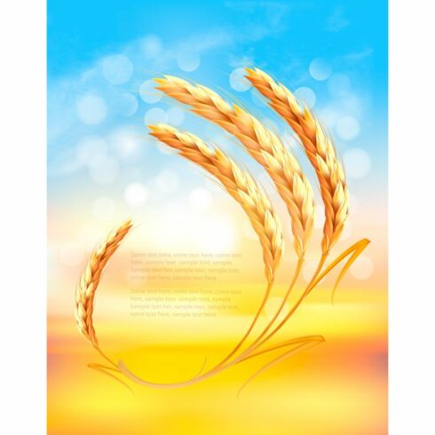 Nature sunset background with wheat cover image.
