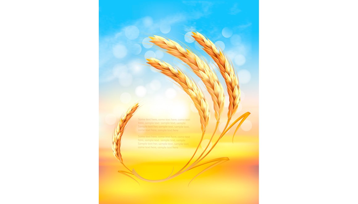 Nature sunset background with wheat cover image.