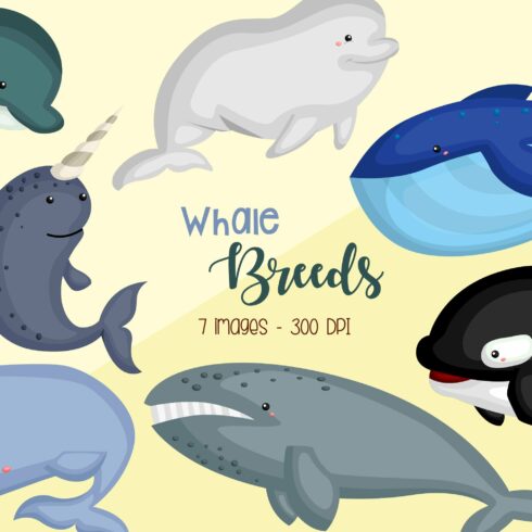 Whale Breeds Clipart - Cute Whale cover image.