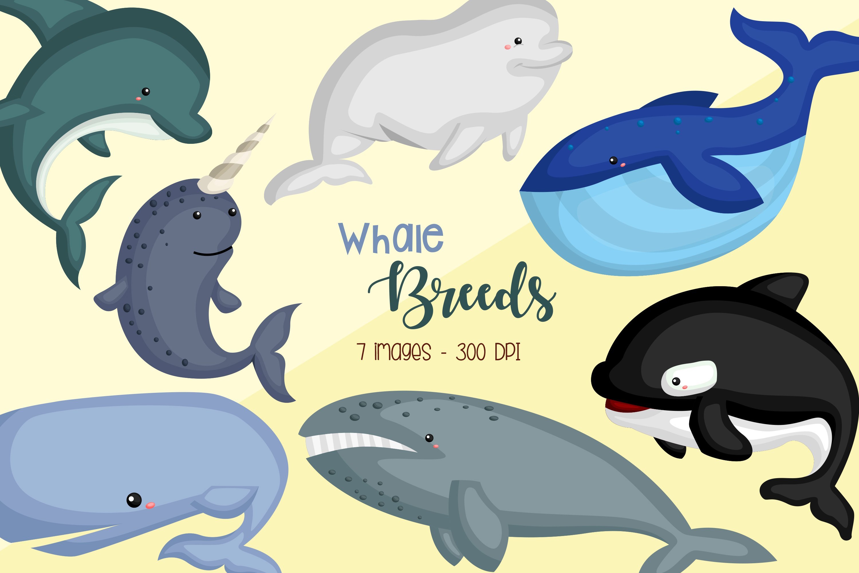 Whale Breeds Clipart - Cute Whale cover image.